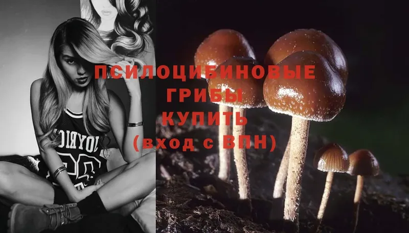 Галлюциногенные грибы MAGIC MUSHROOMS  Чердынь 